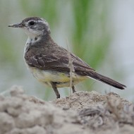 Cutrettola_juv_12.06.2012_.jpg