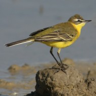 Cutrettola_juv_flava_Vallesina_23_9_2007_0594sf_.jpg