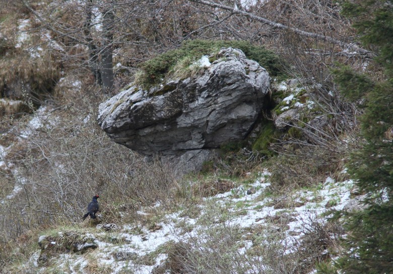 Fagiano_di_monte_Veneto_9_5_2015_9221_.JPG