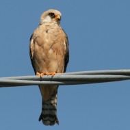 Falco_cuculo_Bonifica_Loncon_7_7_2007_2042sf_.jpg