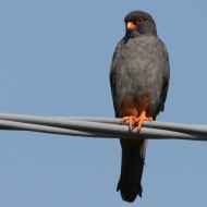 Falco_cuculo_Bonifica_Loncon_7_7_2007_2074sf_.jpg