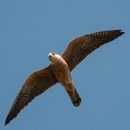 Falco_cuculo_F_25_04_2013_.jpg
