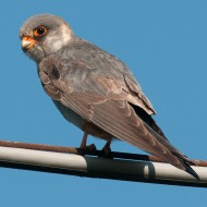 Falco_cuculo_M_juv_18_05_2013.jpg