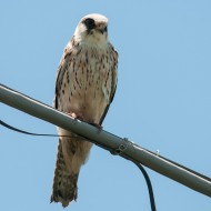 Falco_cuculo_juv_18_05_2013_.jpg