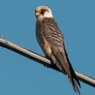 Falco_cuculo_juv_18_05_2013_1.jpg
