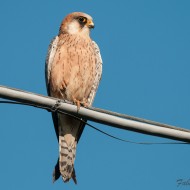 Falco_cuculo_juv_18_05_2013_2_.jpg
