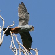 Falco_cuculo_preda_Bonifica_Loncon_7_7_2007_1777sf_.jpg