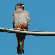 Falco_cuculo_sub_18_05_2013_.jpg