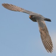 Falco_cuculo_volo_Bonifica_Loncon_17_5_2014_0062sf_.JPG