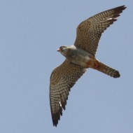 Falco_cuculo_volo_Bonifica_Loncon_19_5_2012_7962sf_.jpg