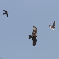 Nibbio_bruno_Falco_cuculo_Gheppio_Bonifica_Loncon_8_6_2013_5913sf_.jpg