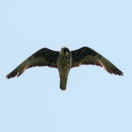 Falco_della_regina_19_08_2011_.jpg