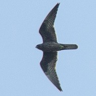 Falco_della_regina_e_poiana_25_08_2012_.jpg