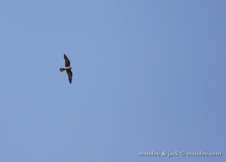 falcodellaregina_2cy_Verona_28082011.jpg