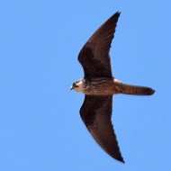 falcodellaregina_chiaro_lug2010_01_.jpg