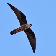 falcodellaregina_chiaro_lug2010_02_.jpg