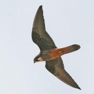 falder_ls_302_.jpg