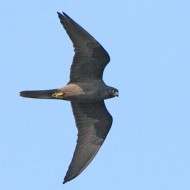 falder_ls_303_.jpg