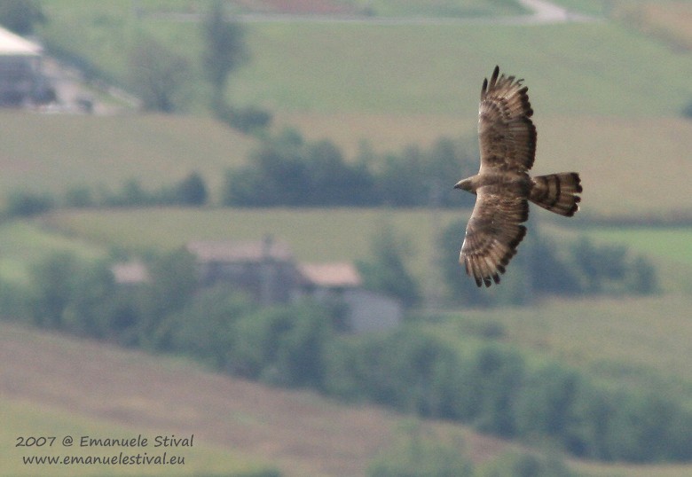 Falco_pecchiaiolo_Maser_S_Giorgio_25_8_2007_2935_.jpg