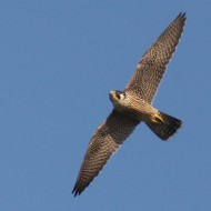 Falco_pellegrino_volo_Tessera_TPS_7_8_2009_9858sf_.jpg