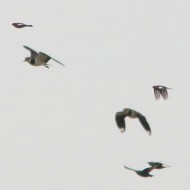 Fringuello_Pavoncella_Storno_volo_Zuccarello_8_1_2015_3408sf_.jpg