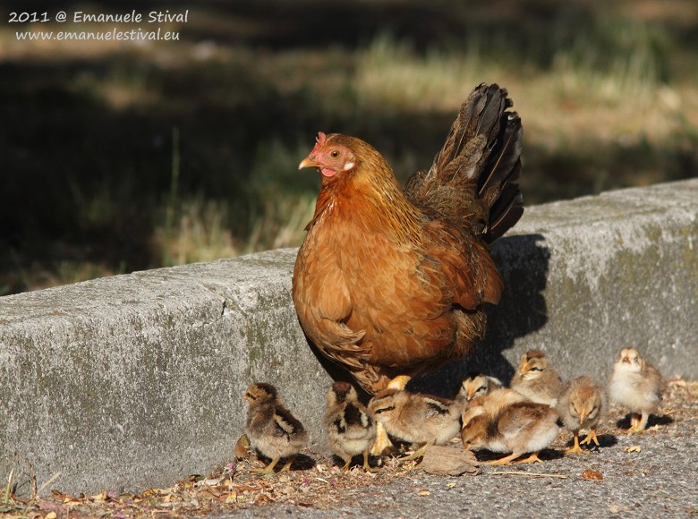 Gallo_Via_Buozzi_30_5_2011_2389_.JPG