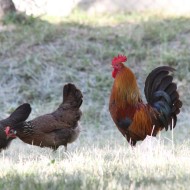 Gallo_Via_Buozzi_30_5_2011_2407sf_.jpg