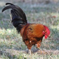 Gallo_Via_Buozzi_30_5_2011_2438sf_.jpg