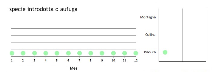 gallo_grafici.jpg