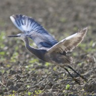 Airone_schistaceo_x_Garzetta_volo_Val_Paliaga_4_5_2016_3854sf_.jpg