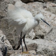 Garzetta_Delta_Poi_DSC_6053_2016_04_18-67-1_.jpg