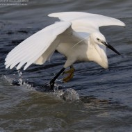 Garzetta_pesca_Tessera_TPS_31_5_2015_9659sf_.jpg