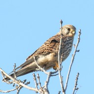 Gheppio_F_01_06_2011_.jpg