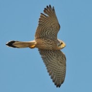 Gheppio_F_21_02_2010_.jpg