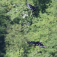 Gracchio_corallino_volo_Verdon_Francia_22_6_2016_5889sf_.jpg