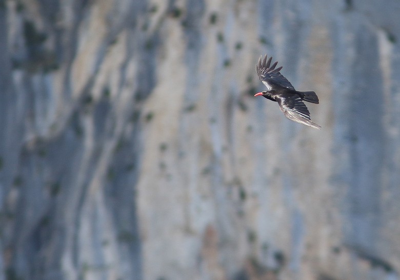 Gracchio_corallino_volo_Verdon_Francia_22_6_2016_5970_.JPG