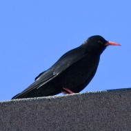 gracchiocorallino_Lessinia_23112008_01_.jpg