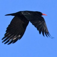 gracchiocorallino_Lessinia_23112008_02_.jpg