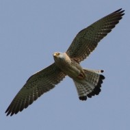 Grillaio_volo_Bonifica_Loncon_4_5_2013_9094sf_.jpg