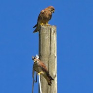 grillaio&gheppio_ago2014_.jpg