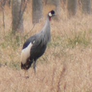 Gru_coronata_Val_Perera_16_1_2006_1050051sf_.JPG