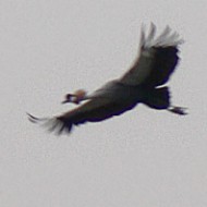 Gru_coronata_Val_Perera_16_1_2006_1050056sf_.JPG