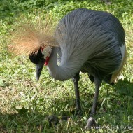 gru_coronata_cat_4439_.jpg
