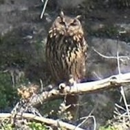 guforeale_ad_pullo_giu2014_02_.jpg