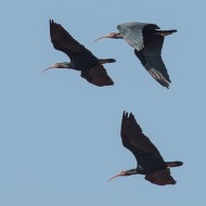 Ibis_eremita_Fagagna_DSC_2729_2015_04_19-78-1_.jpg