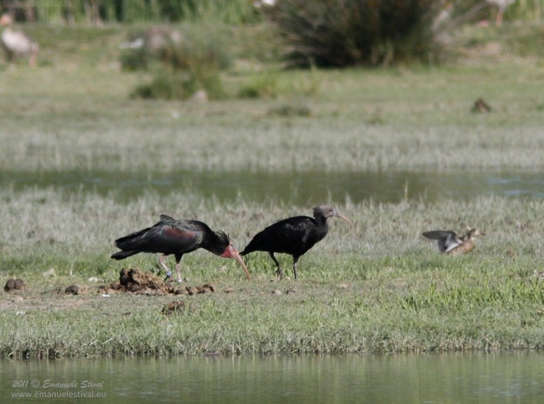 Ibis_eremita_Isola_della_Cona_25_6_2011_3347_.jpg