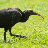 Ibis_eremita_juv_DSC_9664_2016_07_02-82-1_.jpg