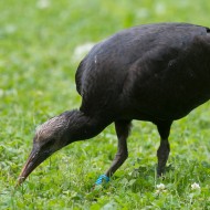 Ibis_eremita_juv_DSC_9771_2016_07_02-83-1_.jpg