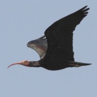 Ibis_eremita_volo_Borgnano_5_7_2014_4670sf_.jpg