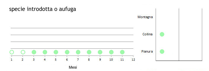 ibiere_grafici.jpg